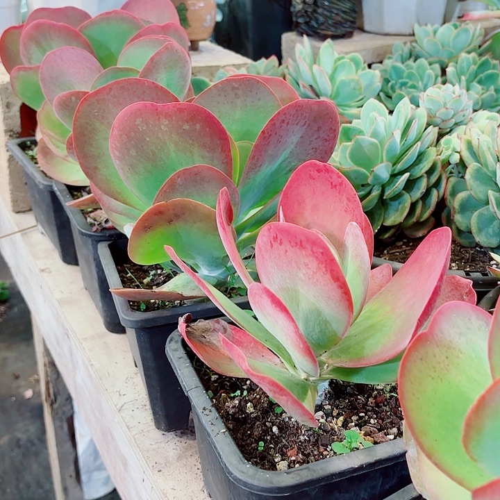 唐印中号多肉盆栽植物