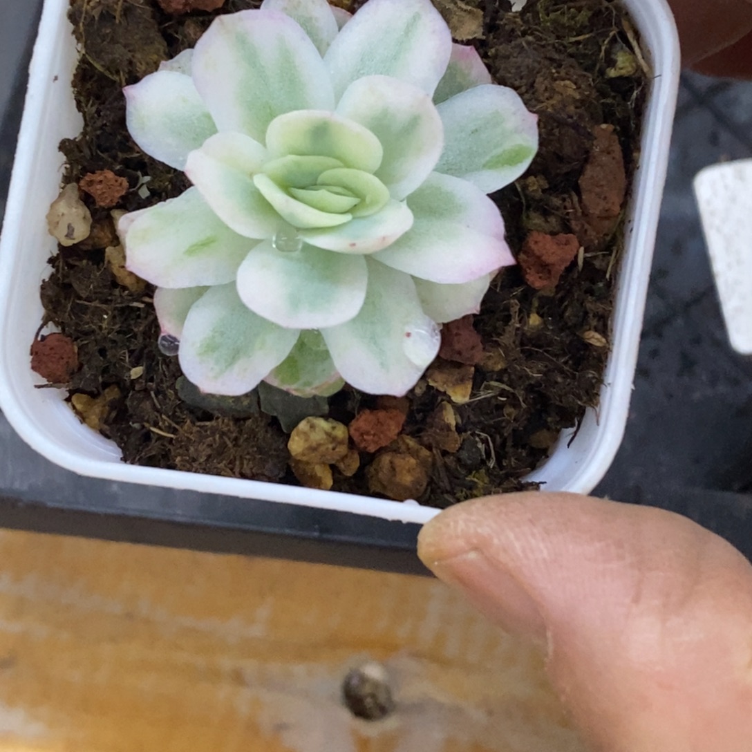 精品多肉一物一拍不包整146