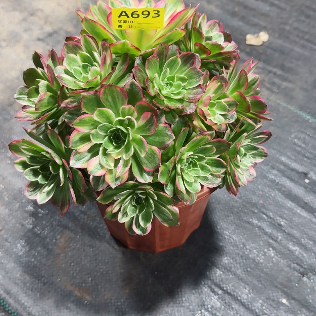 鲸*海王法师多肉植物693