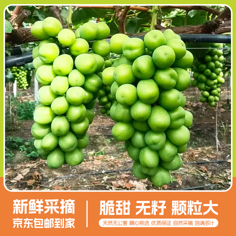 阳光玫瑰葡萄特大果王当季新鲜现摘鲜甜美味薄皮爽口整箱发货9