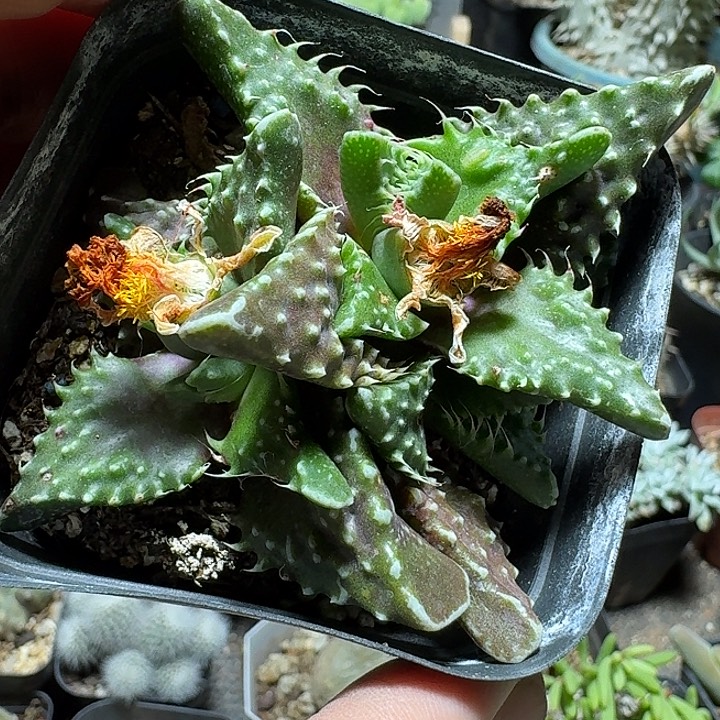 634神乐狮子脱土发货