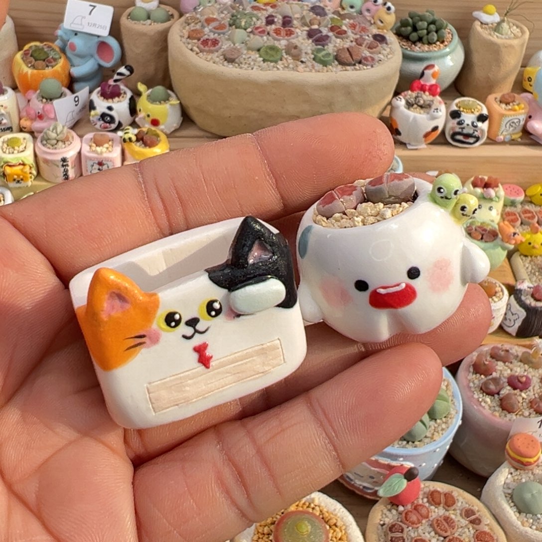 小****多肉植物12号组合带盆