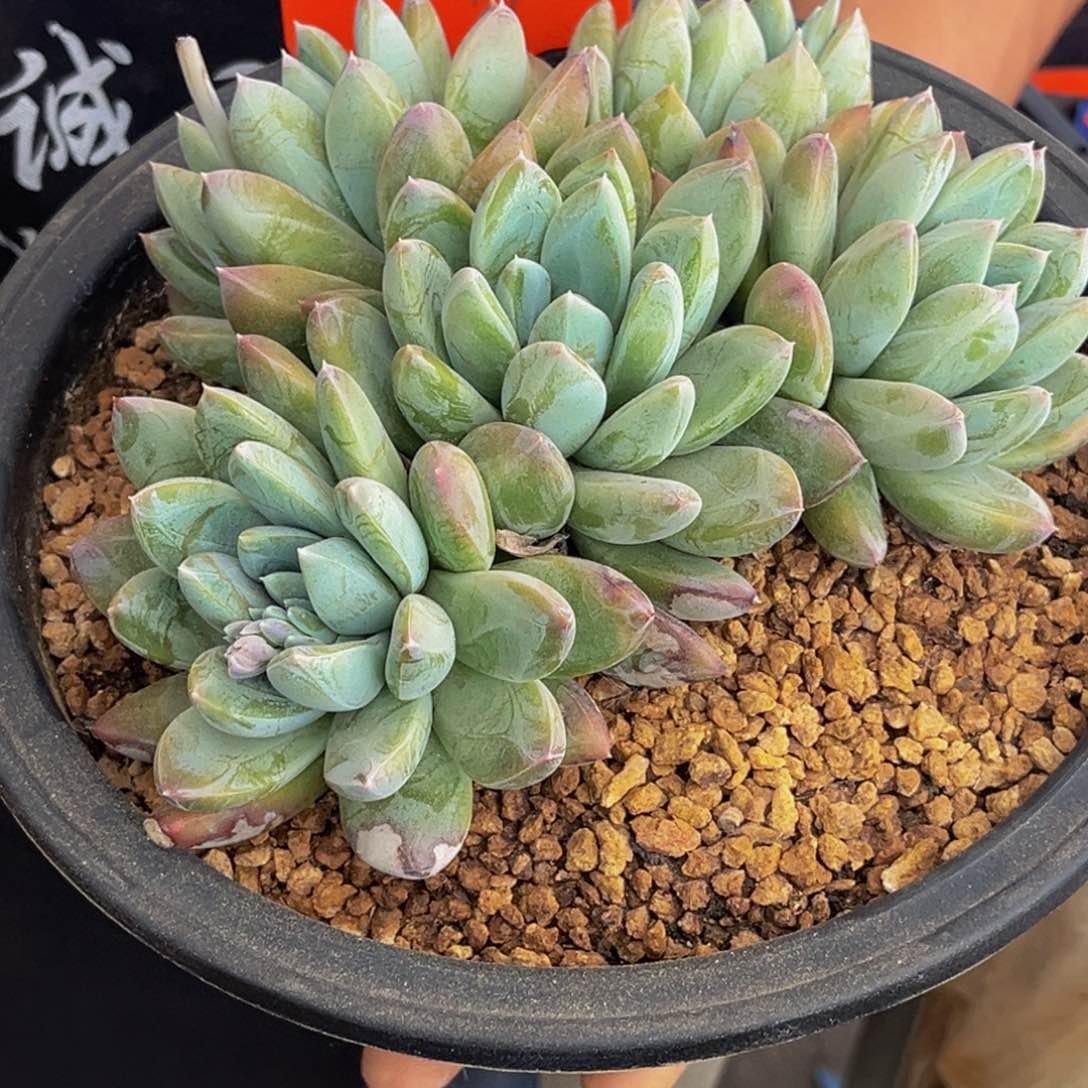 2719号上午多肉植物群生多肉植物