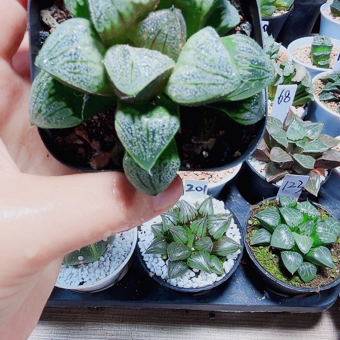 白羊座多肉植物66666