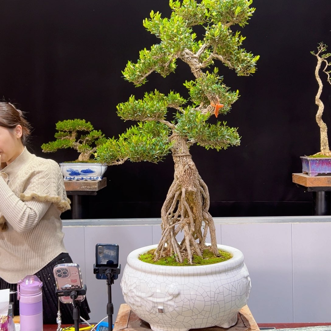 四季常青老桩黄杨盆景