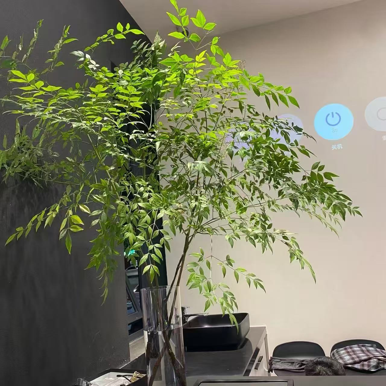 水培南天竹植物室内办公桌面装饰水养花卉绿植观叶带根好养新鲜