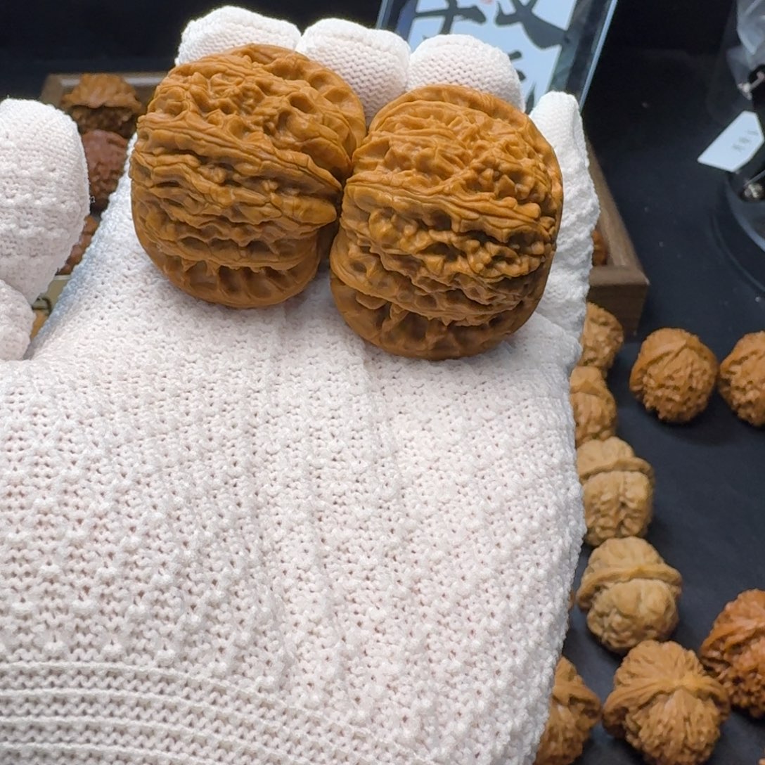 核桃闪电购42打底白狮子