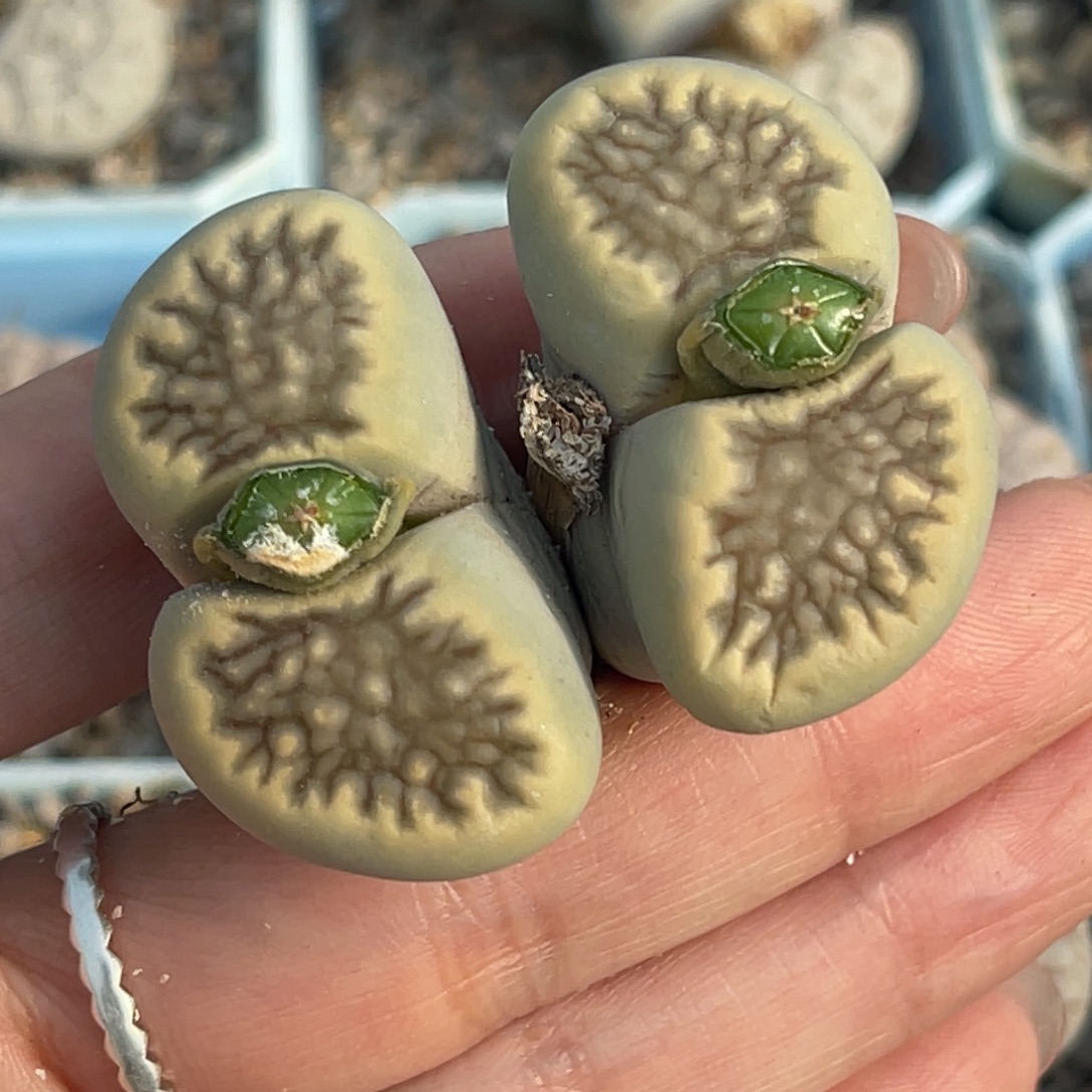 9355双头柠檬菊一颗