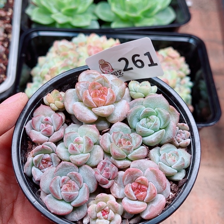 多肉植物多肉植物