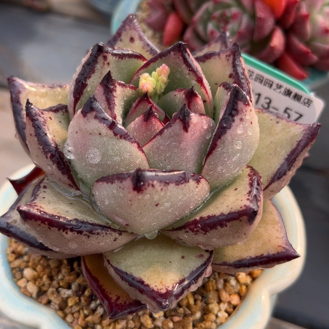 多肉一物一拍.0313-57