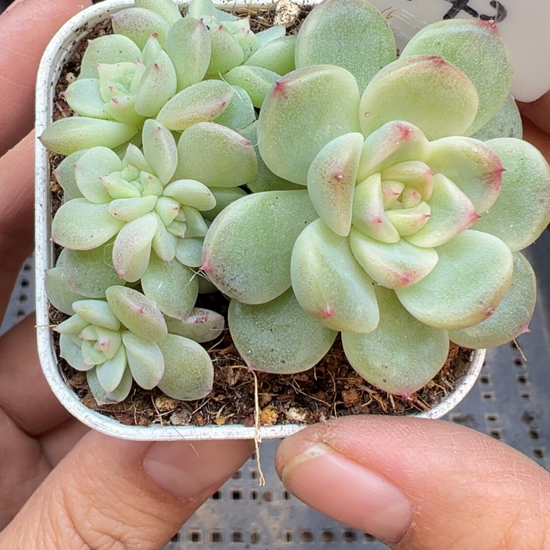 143号糖心小群不包整