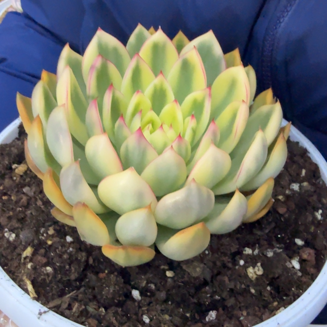 胡***哥左上角阿斯娜锦，多肉锦