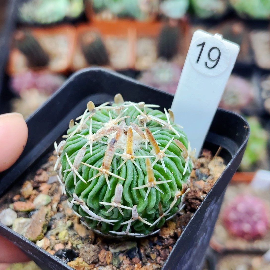 非偏远地区25包邮仙人球