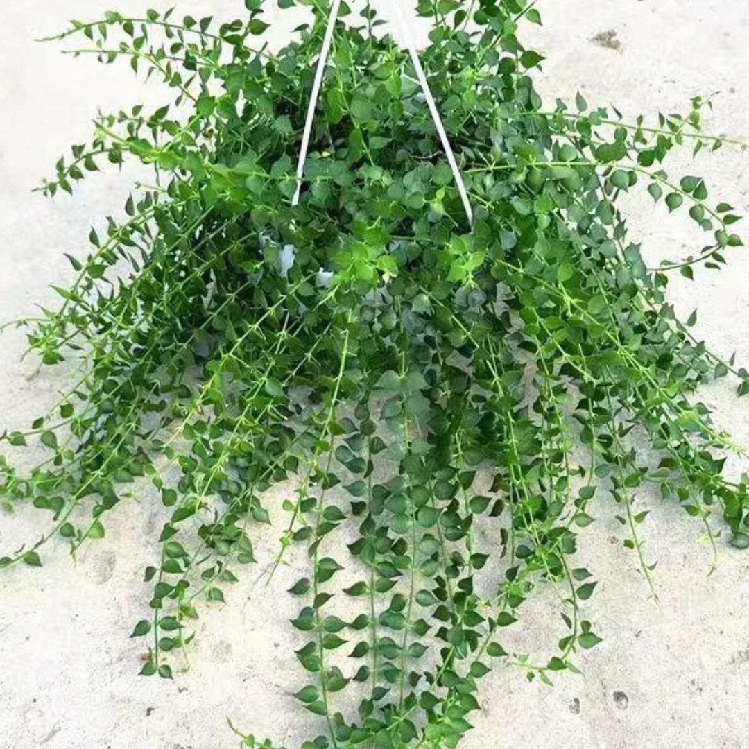 百万心吊兰客厅室内垂吊花卉四季常青好养吸甲醛植物带盆带土发货