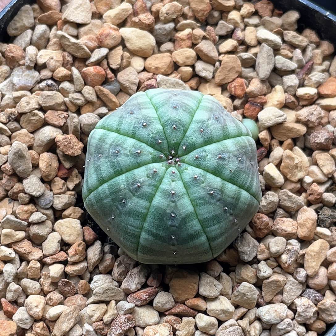 实生粗纹海星欧系布纹球 致远多肉