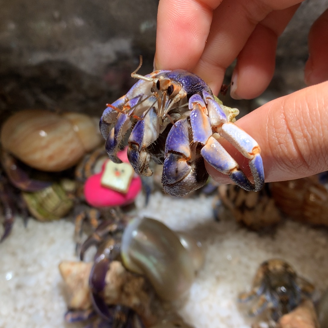 2.5 活体出售，不退不换4号