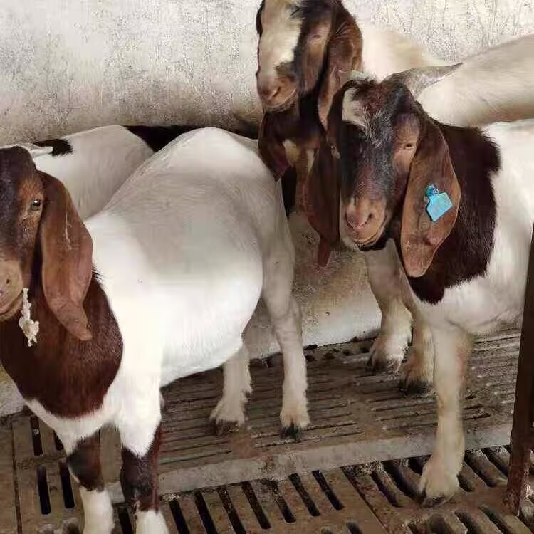 （波尔山羊纯天然）波尔山羊3-4个月35-45斤左右