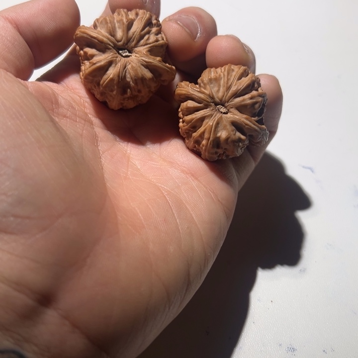 文玩核桃把件白狮子