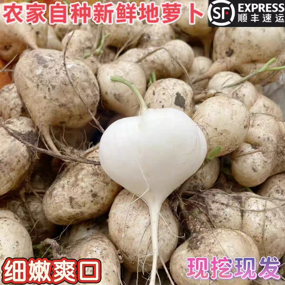 【顺丰包邮】贵州新鲜地萝卜凉薯