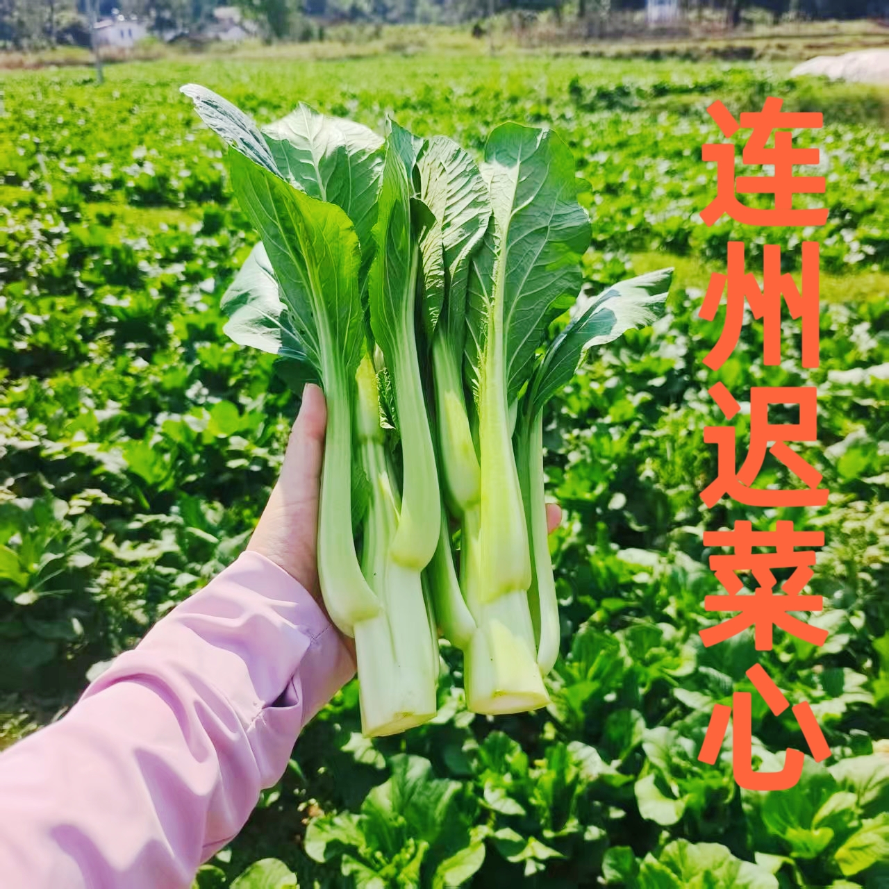 连州菜心4号鲜嫩多汁新鲜采摘自然生长产地直供