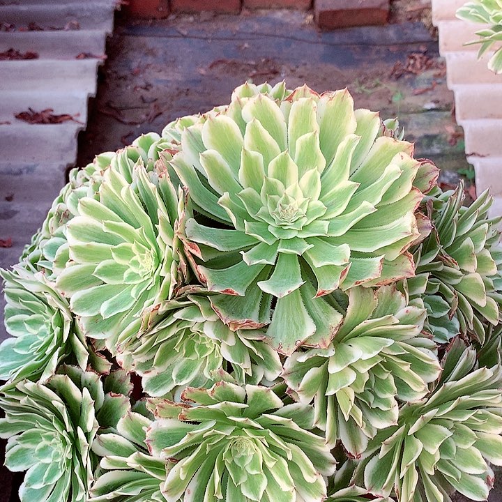 碧浪捧花，多肉植物