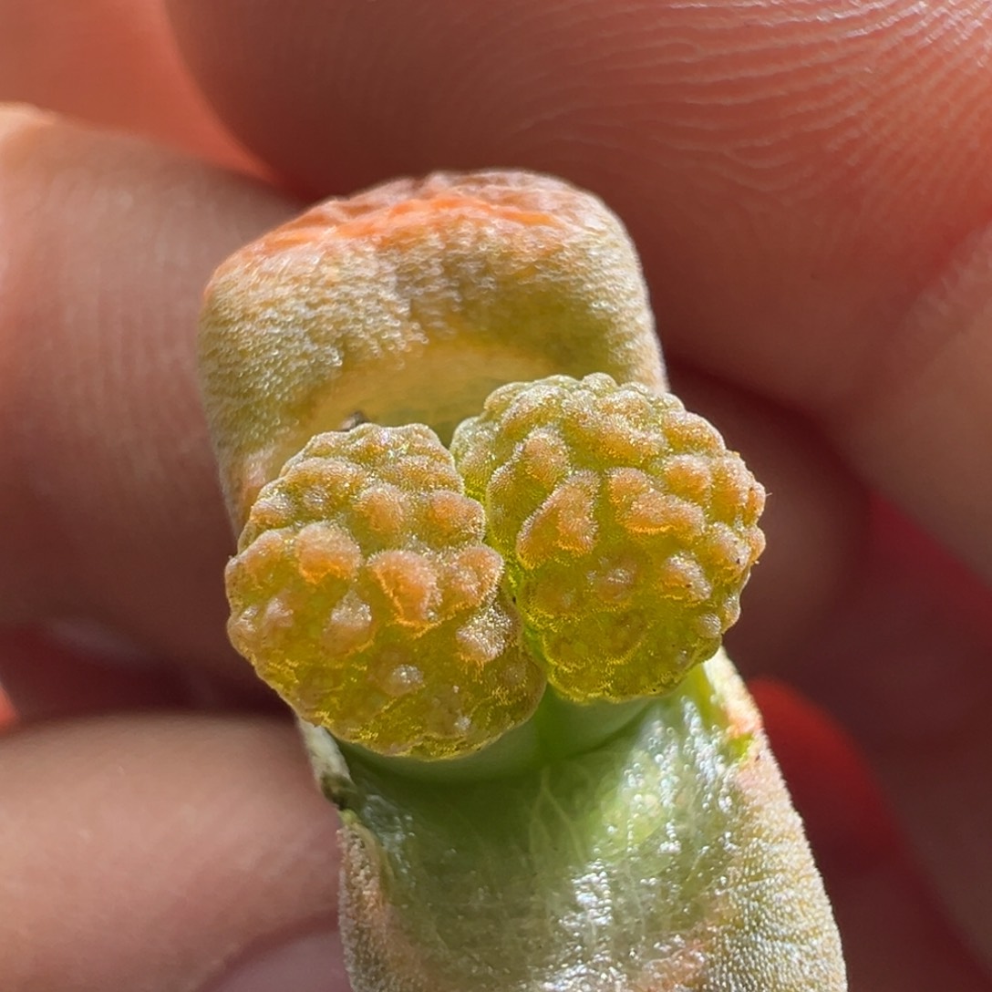 422。eh980超极蛋糕