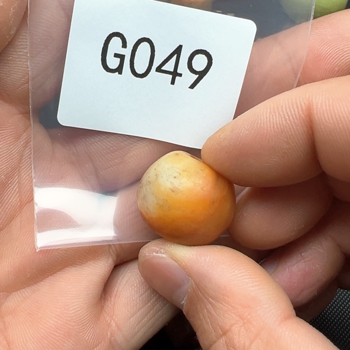 菩提根/象牙果吊坠