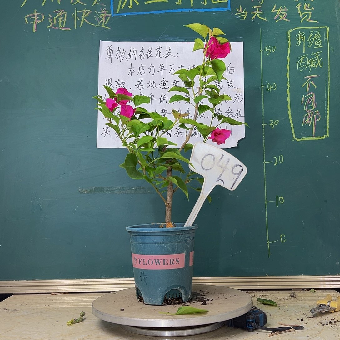 当前无花栽培后可以开花玫瑰红 049