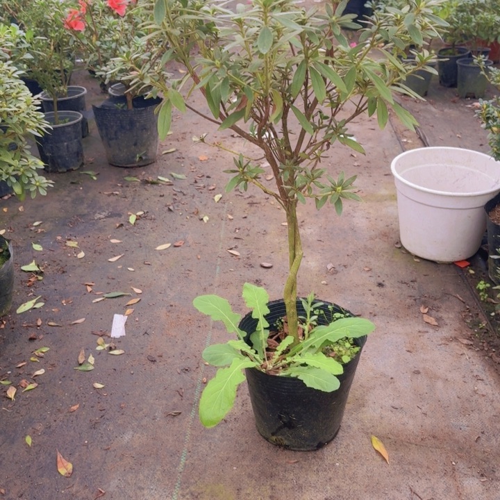 完全开放岸牡丹杜鹃花