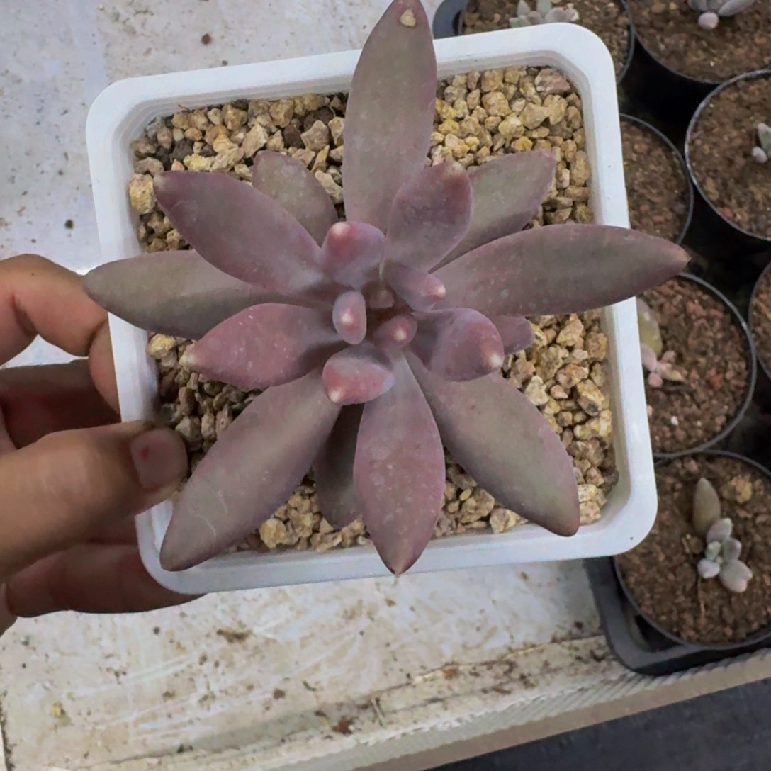 粒子星球 一物一拍