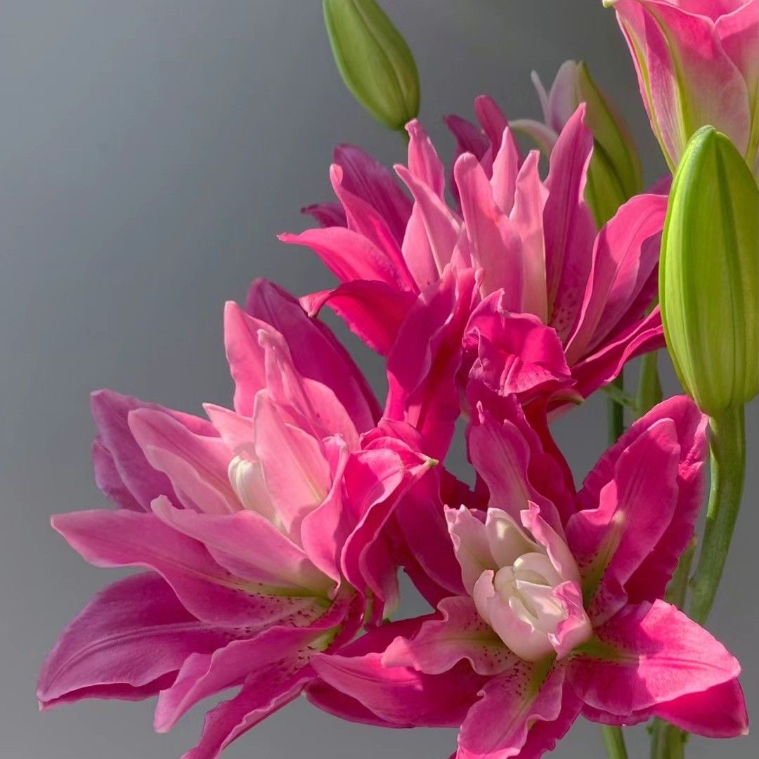 25+周长秋百合紫莲花进口种球 带芽重瓣耐寒耐热庭院阳台绿植