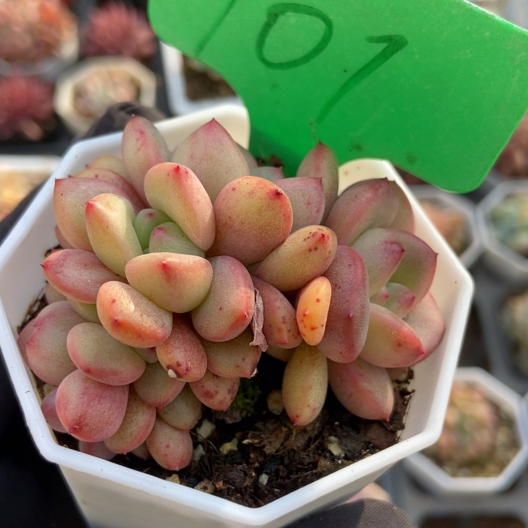 101爱丽儿多肉植物