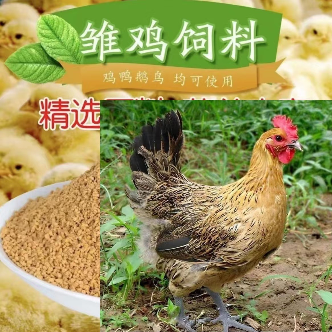 畜牧饲料青脚麻羽健康好喂养