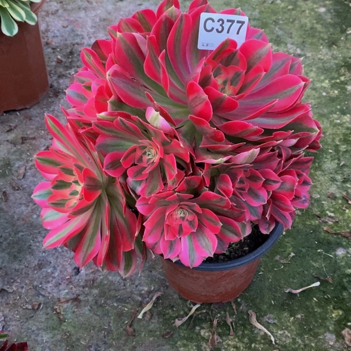 用****3女巫多肉植物377