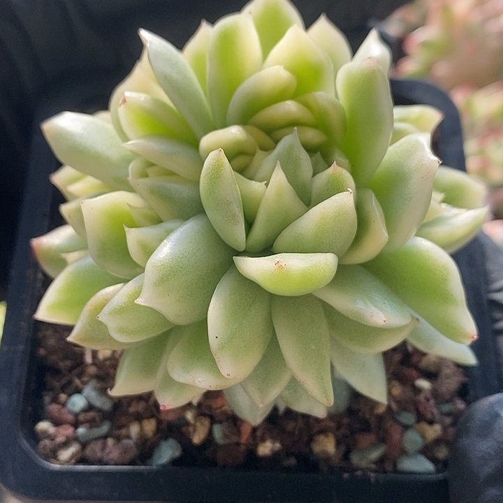 5头朵朵缀化东云锦