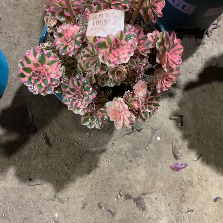 有***情1005倾城多肉植物