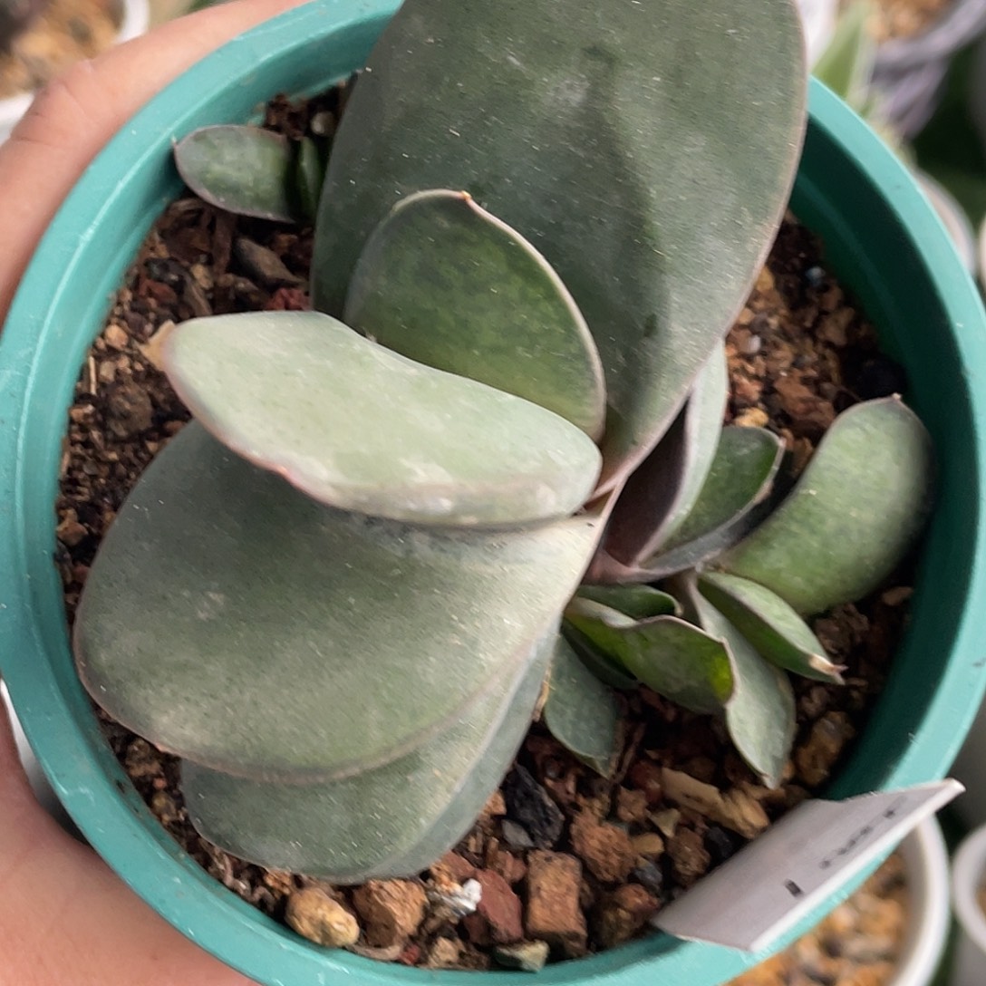 2001脱土发货111111