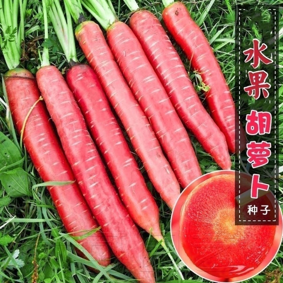 糖心水果胡萝卜种子四季波玫瑰红红萝卜种籽甜脆红胡萝卜种子
