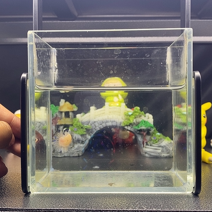 海水鱼净身 koi 公