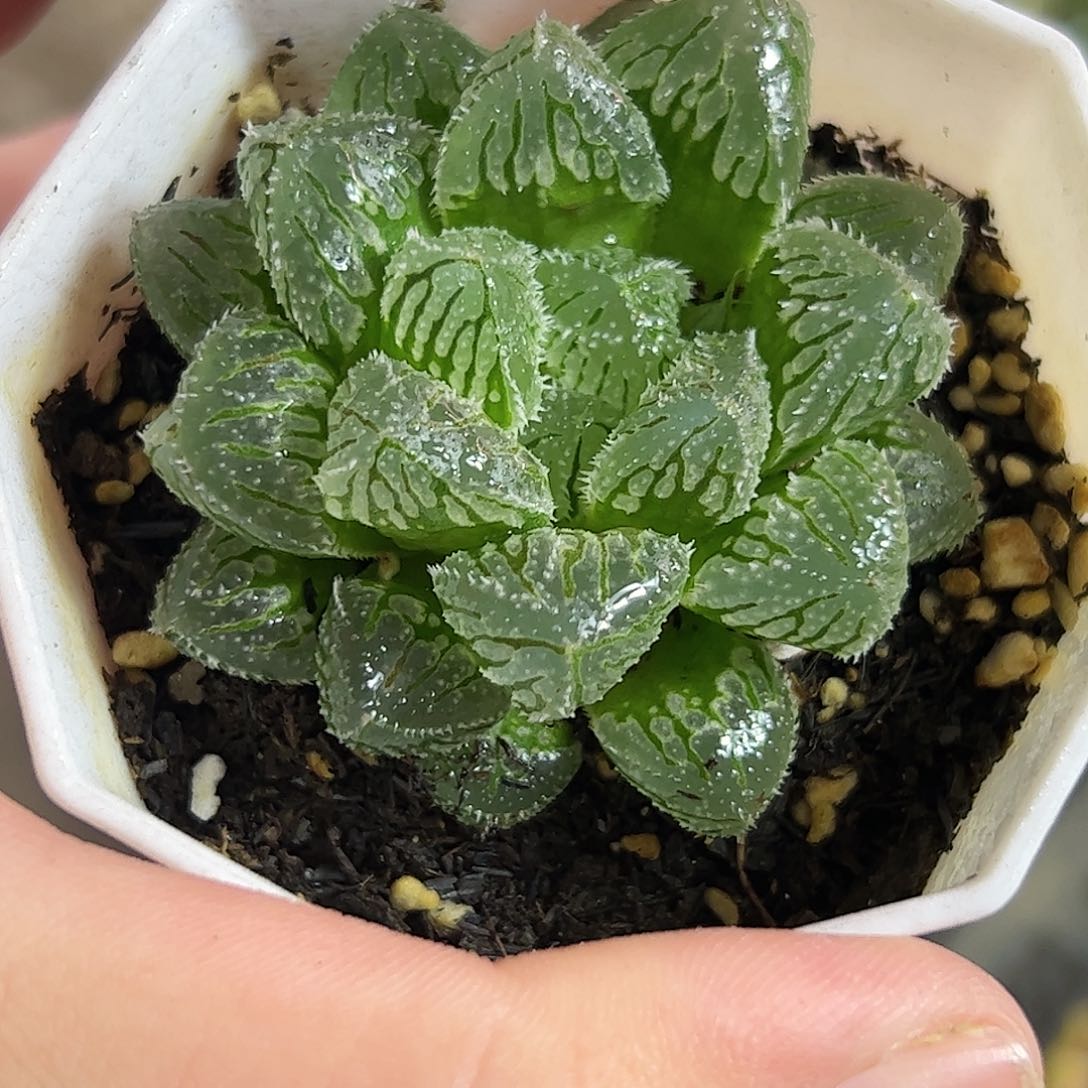 冰玉十二卷多肉植物满