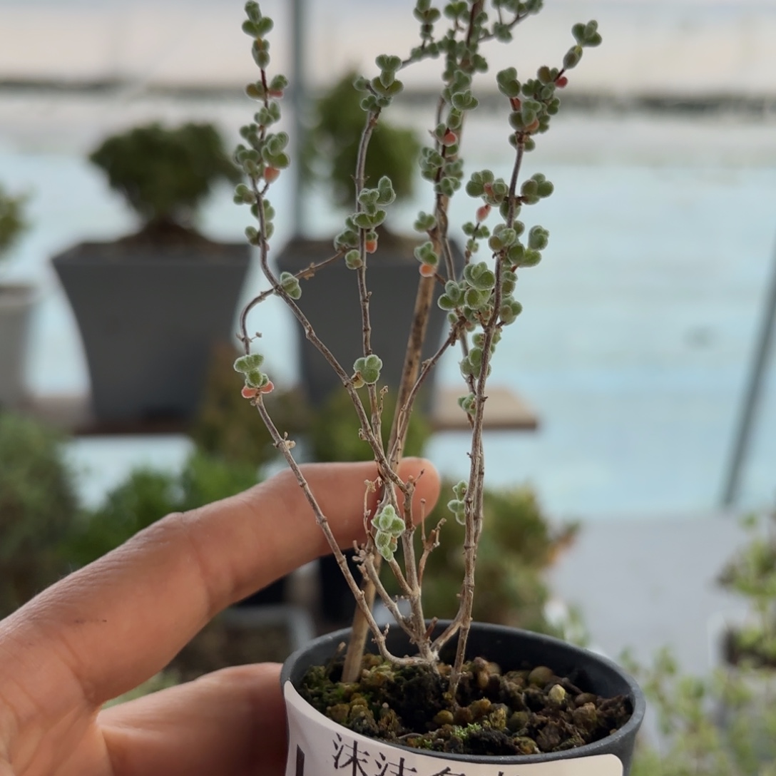 959超莱枝干福利哦哦