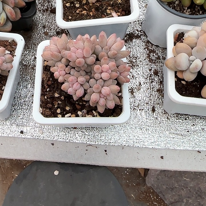 青蛙王子儿童牙膏1111