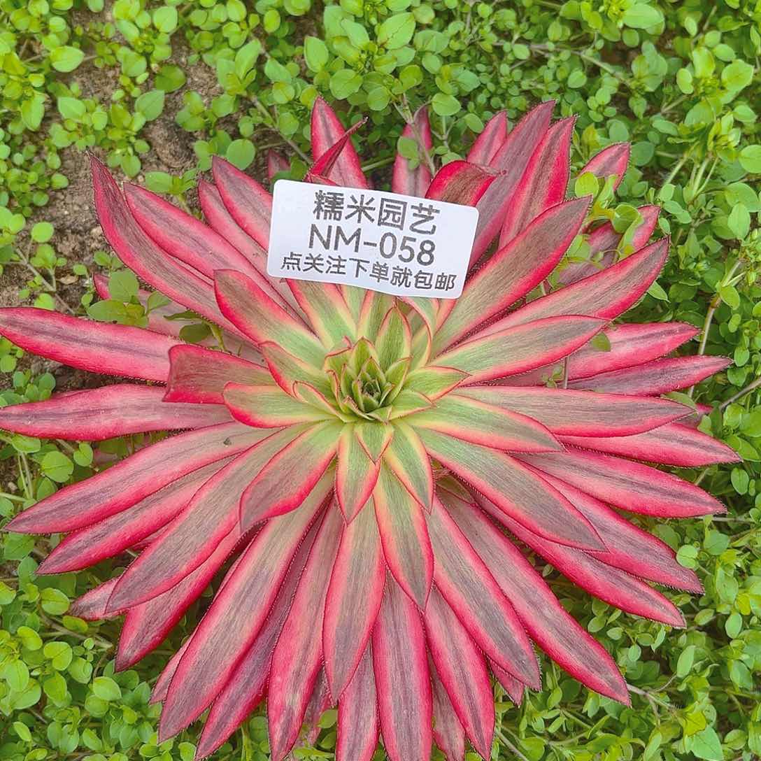 朱雀多肉植物058