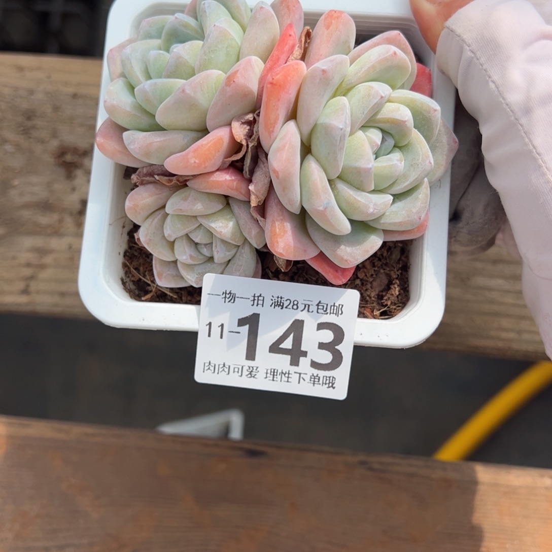 冰玉，多肉多肉多肉多肉