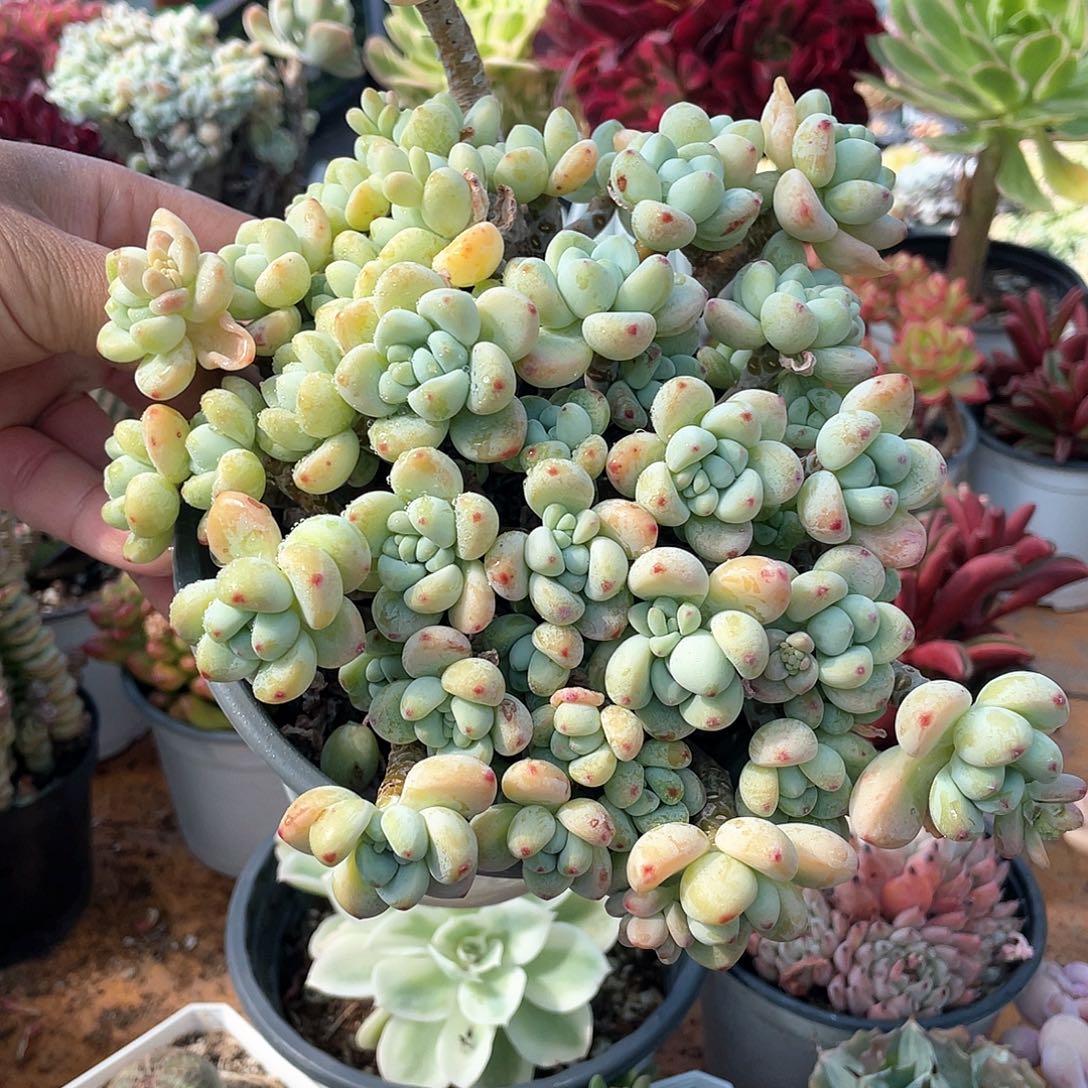 劳尔整群大佬桩带盆发货