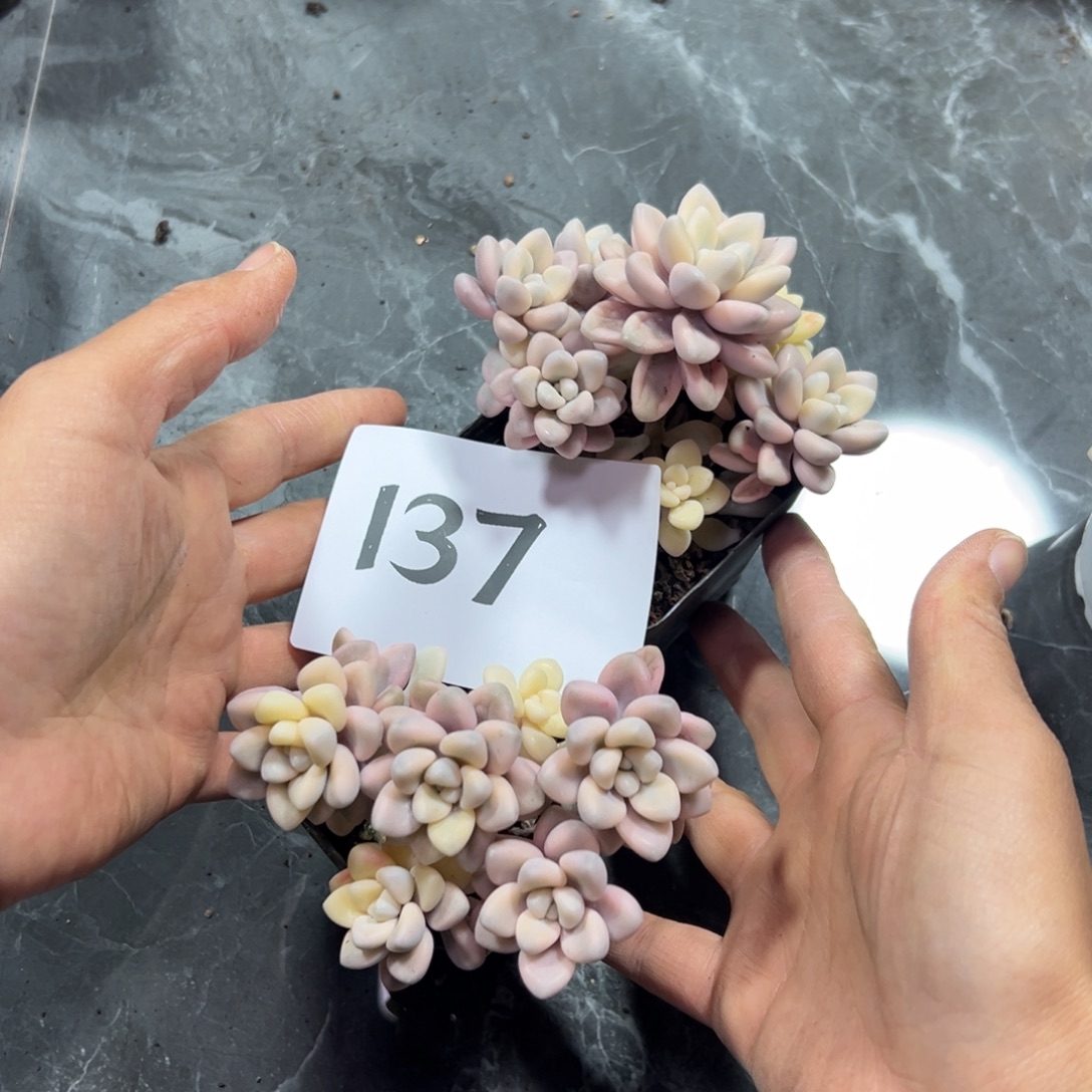 柳***儿137、更是感谢感谢好吃不错吧