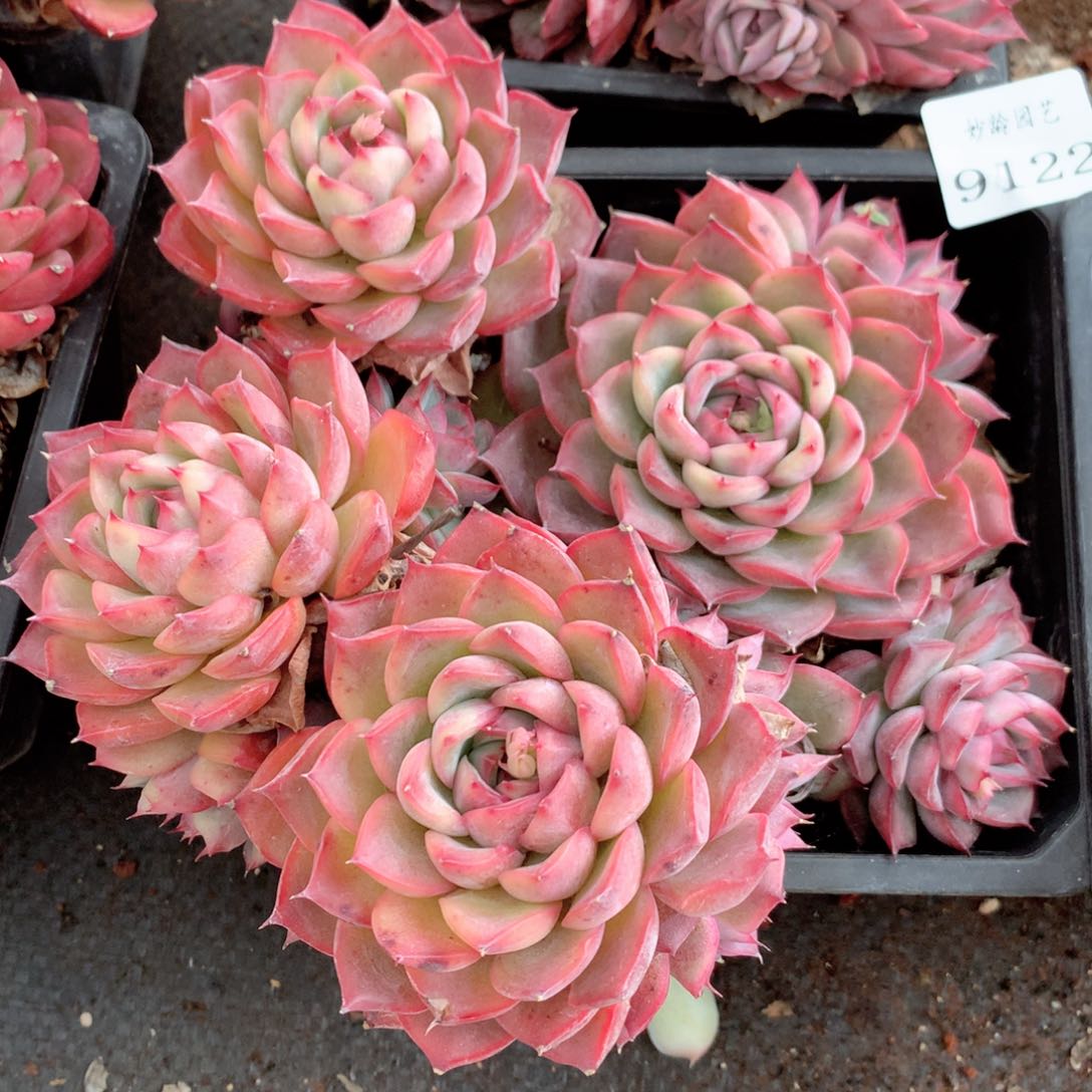 9122杂交多肉植物基地