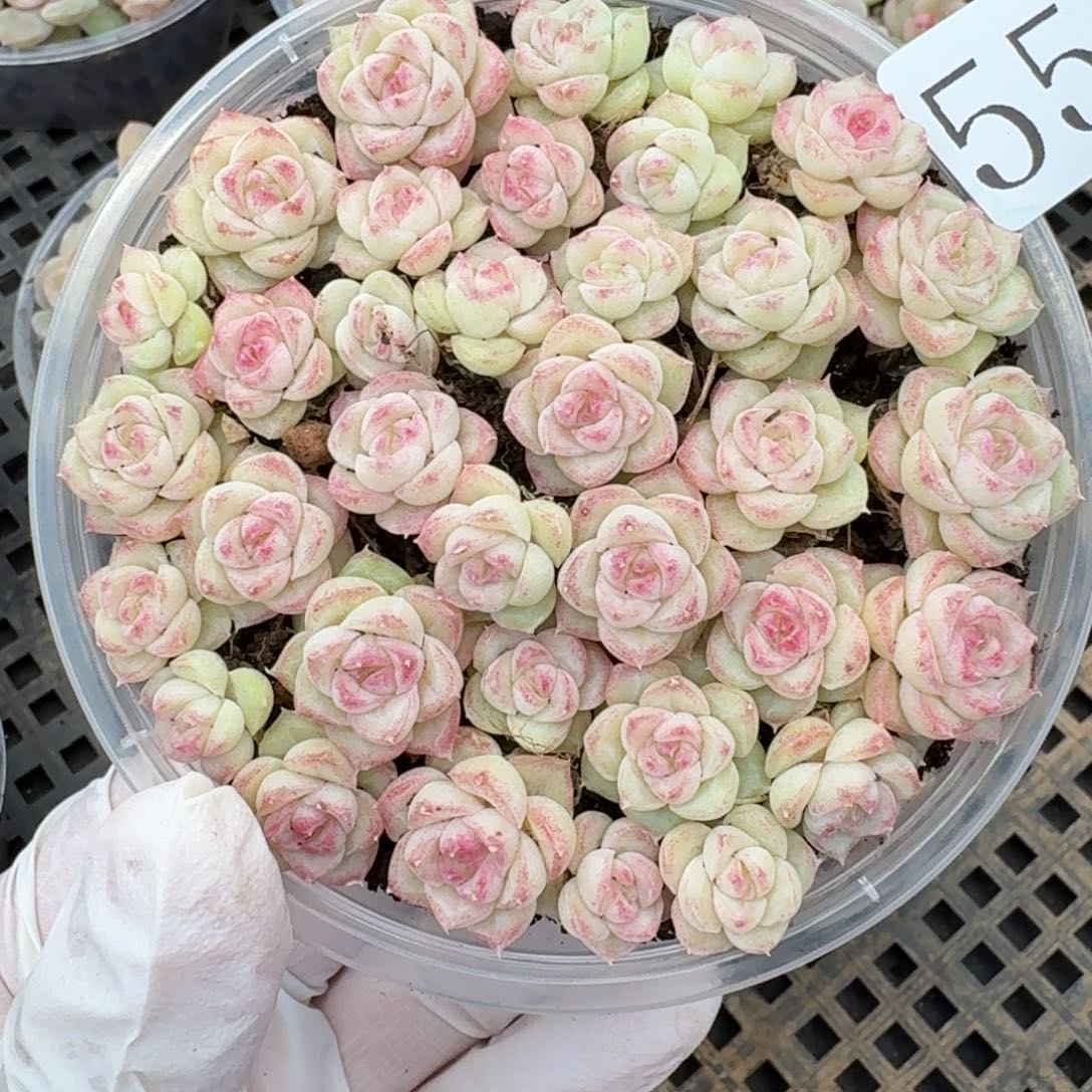 多肉植物多肉植物552