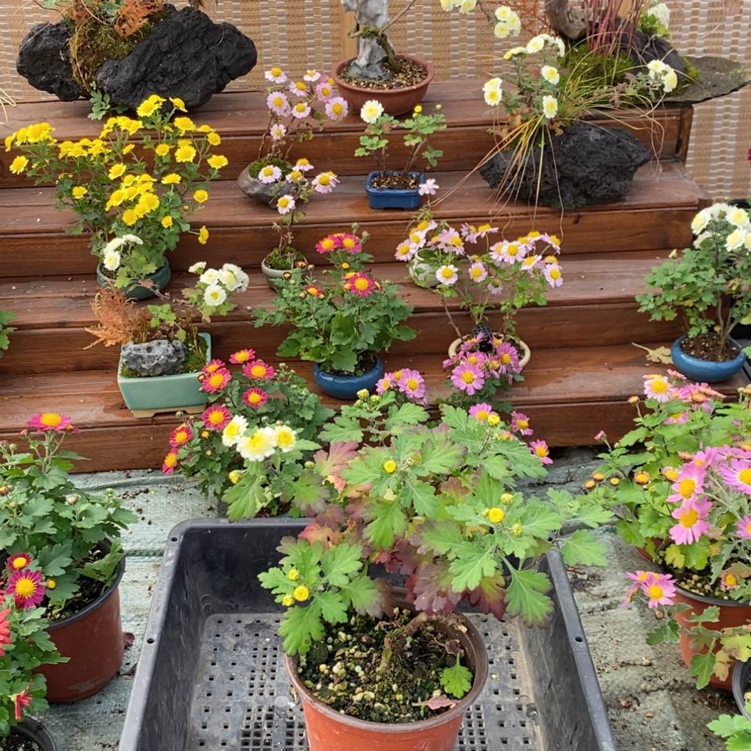 尚***店无花朵一物一拍一物一拍