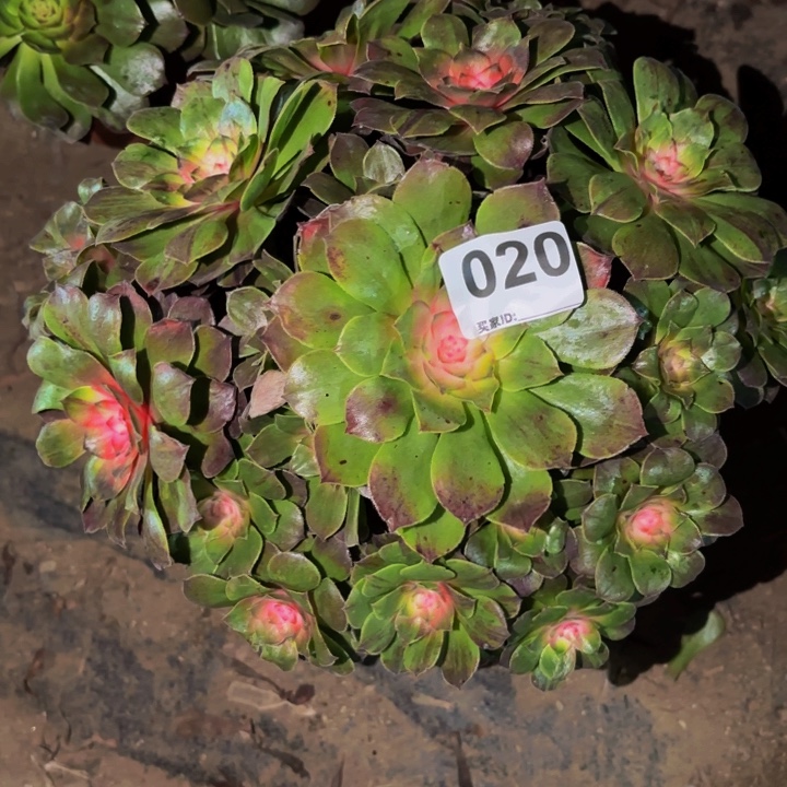 020花月夜科技锦多肉植物不售后
